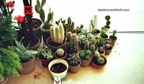 unfriendly vastu plants