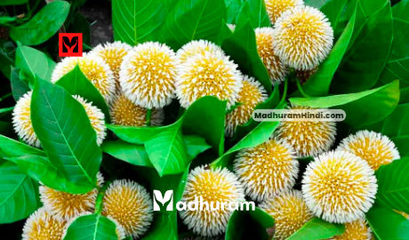 Kadamb ke Phool ke Upay