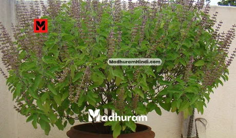 Vastu Tips for tulsi plant