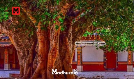 Banyan Tree / Bargad ka ped