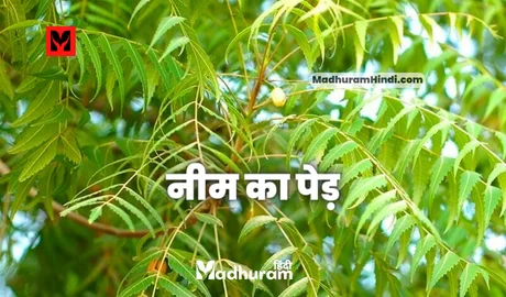 Neem Tree