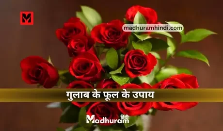 Gulab ke Upay