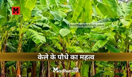 Importance of Banana Plant