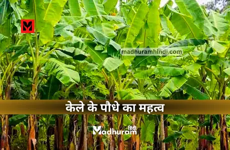 Importance of Banana Plant