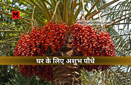 Unlucky Plants for Home | घर में भूलकर भी न लगाएं इन पेड़ पौधे को, नही तो रुक जाएगी तरक्की साथ में परिवार में बढ़ सकता है क्लेश. 2 Unlucky Plants for Home