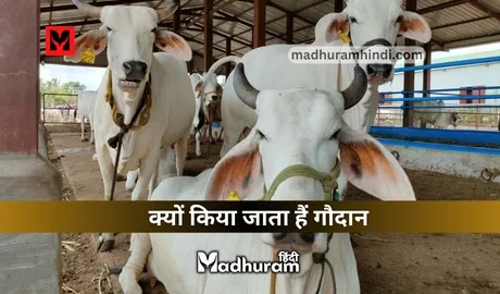 Gau Daan