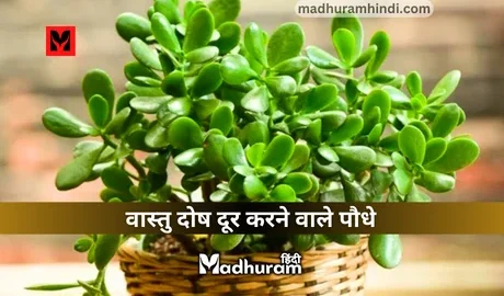 Plants to remove Vastu Dosh