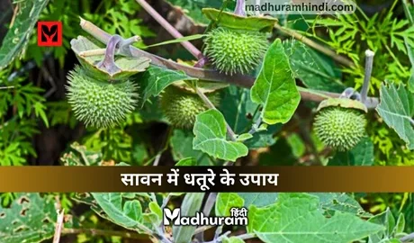 Sawan mein Datura ke Upay