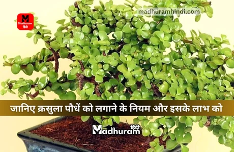 Vastu For Jade Plant