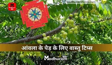 Vastu Tips For Amla Tree