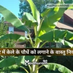 Vastu Rules for Banana Tree