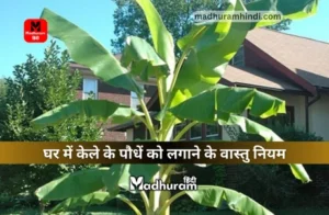 Vastu Rules for Banana Tree