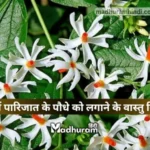 Vastu rules for planting a Parijat plant at home