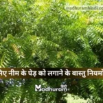Vastu rules for planting Neem tree
