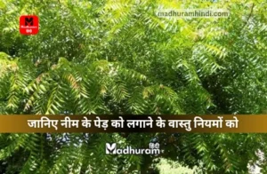 Vastu rules for planting Neem tree