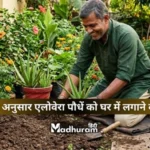 Vastu rules for planting Aloe Vera