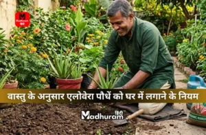 Vastu rules for planting Aloe Vera