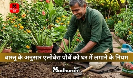 Vastu rules for planting Aloe Vera